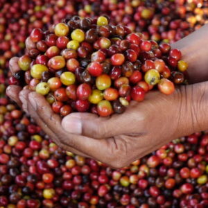 Café Arabica