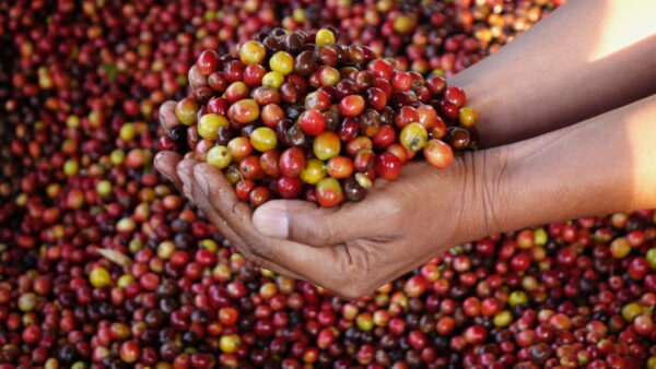 Café Arabica