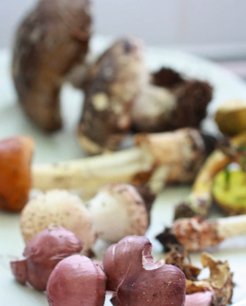 Farm-to-table-35