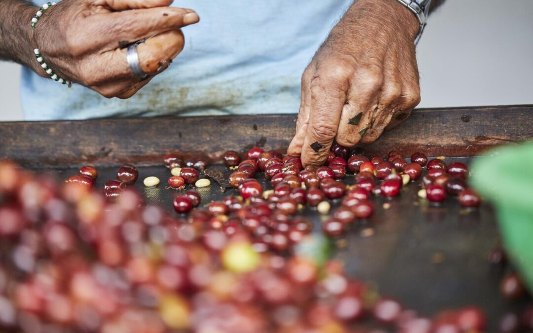 Arabica coffee growing techniques