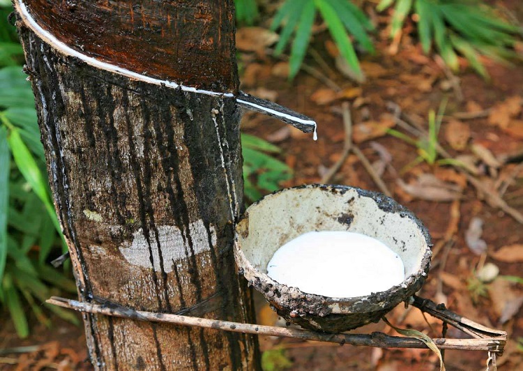 The secret of Hevea cultivation