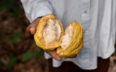 Le secret pour cultiver le cacao